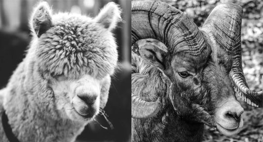 ALPACA or MERINO: COOLING TECHNIQUE, WICKING CAPABILITIES, AND WARMTH INSULATION